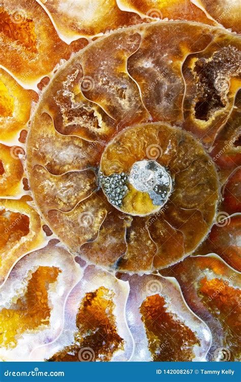 Macro Photo Of A Colorful Ammonite Cephalopod Sea Shell Fossil Stock
