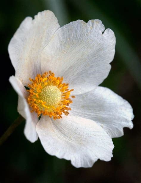 White Flower With Yellow Center Stock Image Image Of Center Garden