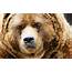 Bear Wild  HD Desktop Wallpapers 4k