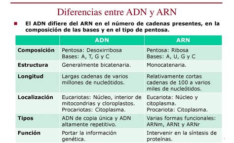 Diferencias Entre Adn Y Arn