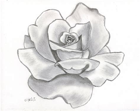Flower Drawing Rose Drawing A Rose Flower Easy Of 