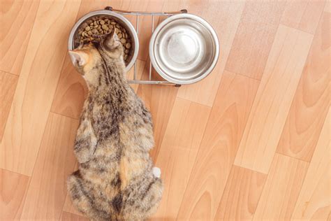 Feeding a cat looks simple enough at first glance. The answer to "How much should I feed my cat" is based on ...