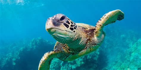 7 Facts About Sea Turtles Scuba Diving Cebu Mactan