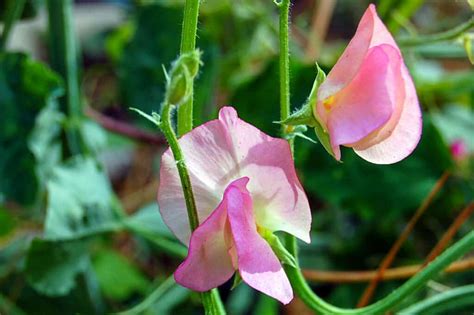 How To Grow Sweet Peas In Your Garden Flower Patch Farmhouse