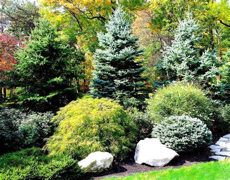Evergreens Easy Home Improvements Large Yard Landscaping Evergreen