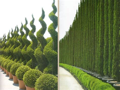 Italian Cypress Trees Backyard Garden Design Privacy Landscaping
