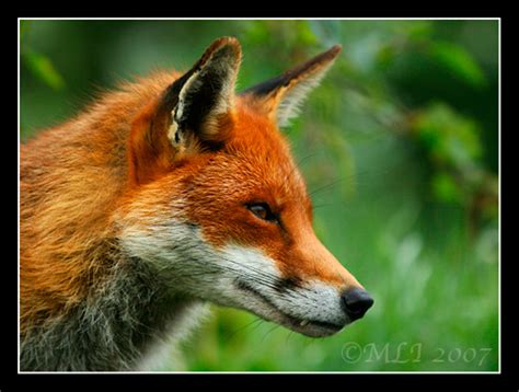 Animals And Birds Fox Profile And Pic S 2011