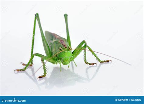 Green Grasshopper In Green Leaf Stock Photography