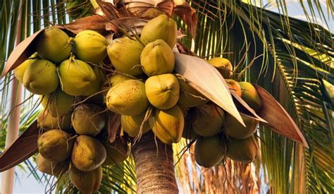 Coconut Tipped To Be Next Big Export Commodity In Ghana After Cocoa