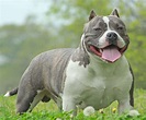 American Bully Puppies: A Complete Guide and Facts