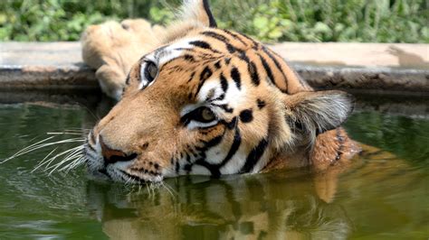 Inde La Population De Tigres Sauvages Augmente De 30 En Quatre Ans