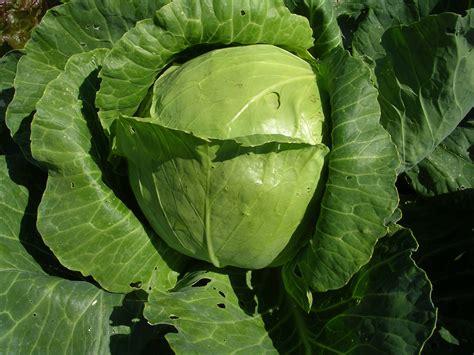 How To Plant And Grow Cabbage Sc Garden Guru