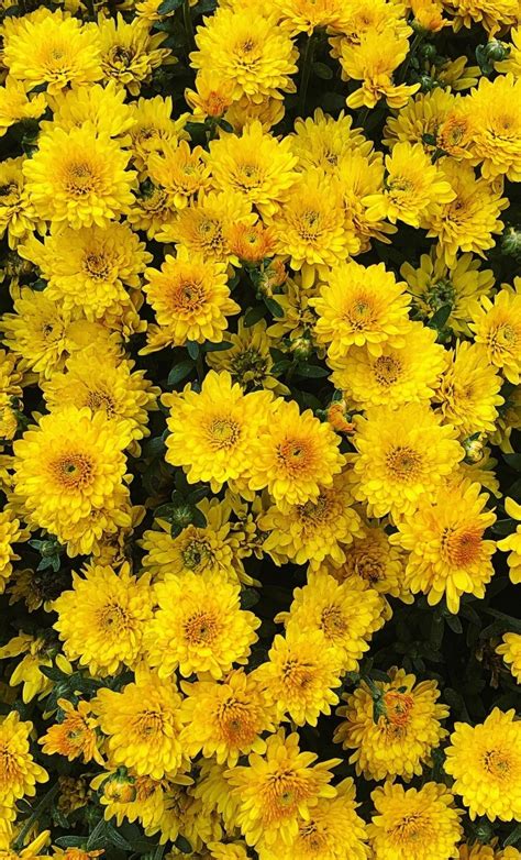 Para recordar que debes ser siempre positiva. fundo amarelo | Tumblr
