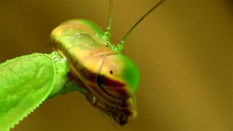 Amazing Footage Of A Pregnant Praying Mantis In Super Close Up Macro
