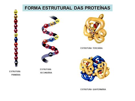 Tipos De Estrutura Das Proteinas Detalhes Científicos