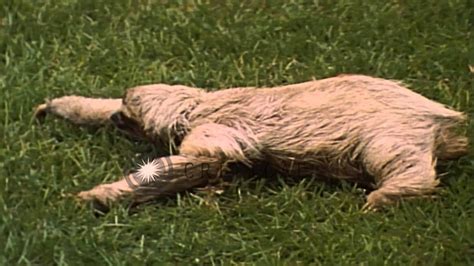 A Sloth Sits On The Grass At Jungle Operations Training Center In Fort Sherman Phd Stock