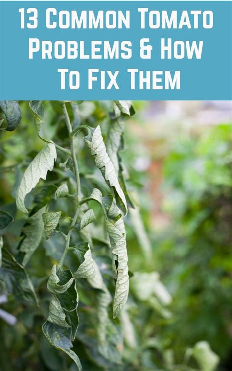 13 Common Tomato Problems And How To Fix Them Tomato Problems Tomatoes Plants Problems Potted