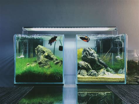 Dual Betta Fish Nano Aquariums We Created A While Back Nano Aquarium