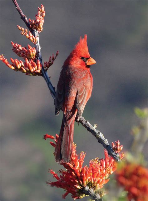 Favorite Bird Profile Northern Cardinal The Laurel Of Asheville