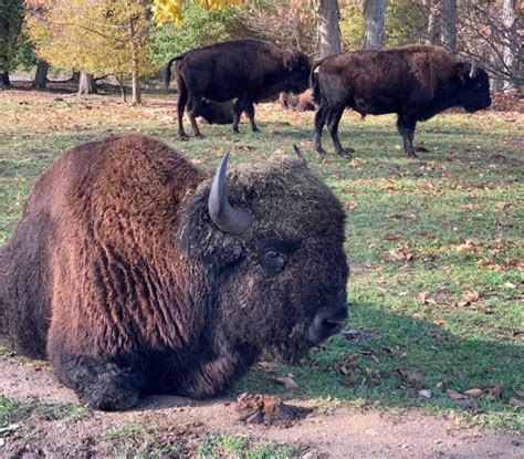 6 Wild Places To See Uncommon Animals In Indiana