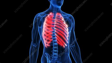 Ribs Illustration Stock Image F0385373 Science Photo Library