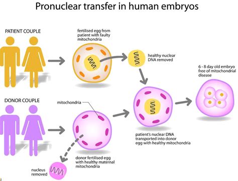 Mitochondrial Disease ~ News Word