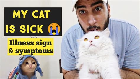 How To Tell If Your Cat Is Sick And In Pain Cat Sickness Sign