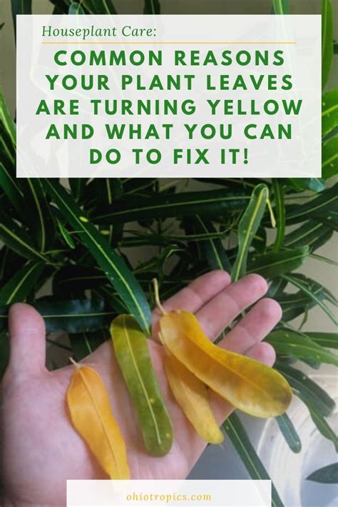 Bringing Life Back How To Fix Yellow Houseplant Leaves