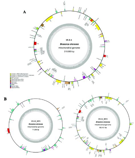 Mitochondrial Genome Maps Of Normal Type A And Ogura Type B