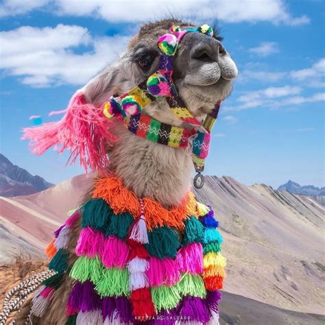 Llamas In Peru Dont Mess Around They Got Style Tag A Friend And Say