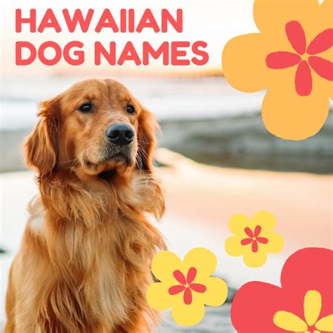 Prophet muhammad had mentioned in the hadith that on the day of judgement, people would be called by their and their mother's name. 100+ Beautiful Hawaiian Dog Names | PetHelpful