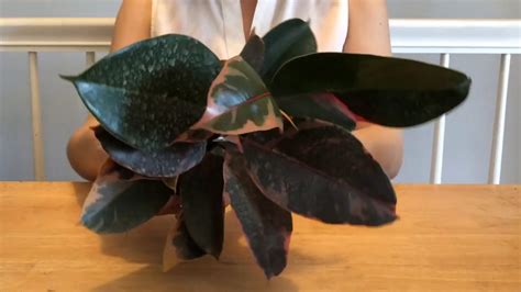 Rubber trees are trees which have dark logs and light leaves. Ruby Rubber Tree Repotting - ASMR fast tapping - *no ...