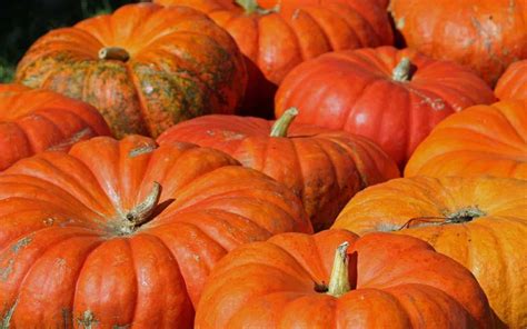 Types Of Pumpkins 300 Different Pumpkins And Which Are The Most Popular