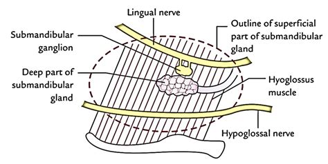 Schematic Illustration Showing The Submandibular Node