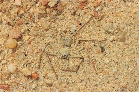Deadly And Elusive Watch Six Eyed Sand Spider As One Of The Worlds