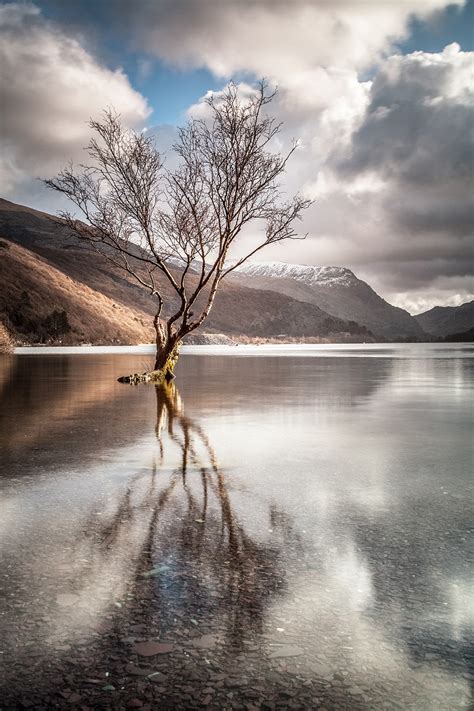 The Lonely Tree Llyn Padarn Llanberis Smart Imaging And Framing