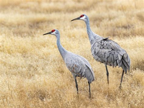 Female Sandhill Cranes Male Vs Female Identification Birdfact