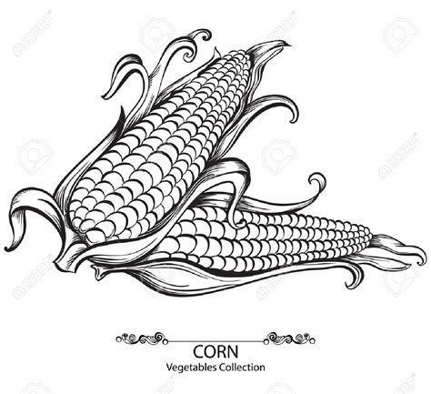 Sweet Corn Drawing At Getdrawings Free Download