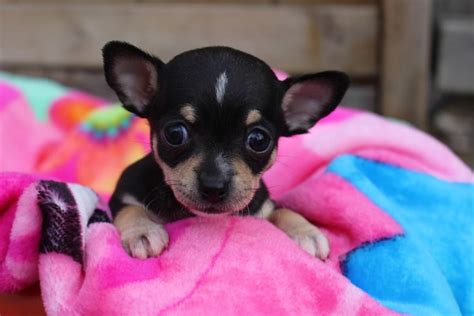 Female Teacup Chihuahua Two Sets Of Shots Included 9 Weeks Old And