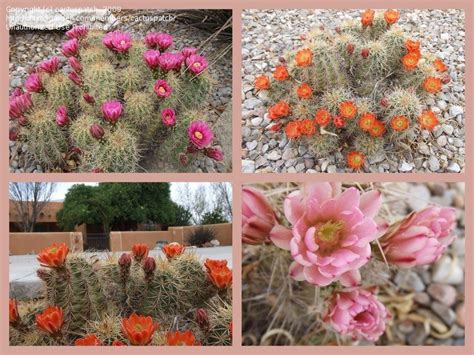 Alternatively you can use the www.emnrd.state.nm.us/spd/leasburgdamstatepark.html web address. PlantFiles Pictures: Echinocereus Species, California ...