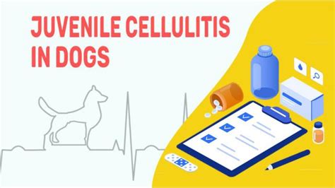 Juvenile Cellulitis In Dogs Symptoms And Treatment Petmoo