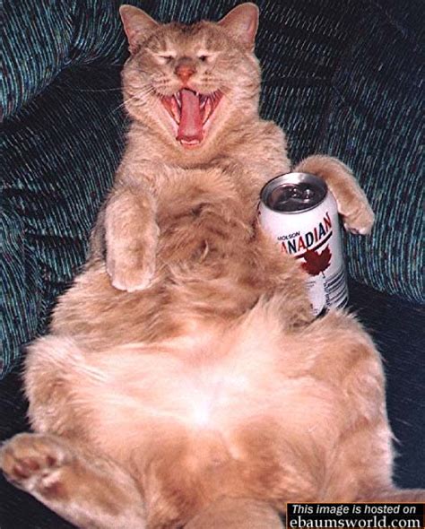 Drunk Cat Picture Ebaums World