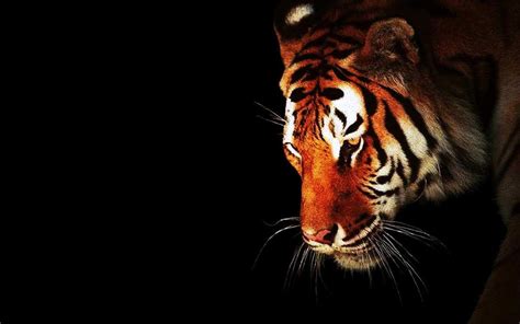 Tiger Full Hd Wallpaper And Background Image 2560x1600 Id401669