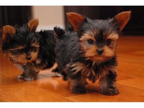 Illinois puppy breeders and illinois puppies for sale, k9stud has them all. Pets Pakistan - Tea Cup Yorkie's Puppies For Adoption