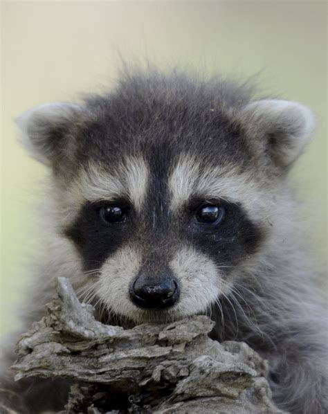 Baby Raccoon Ii By White Voodoo On Deviantart Baby Raccoon Cute
