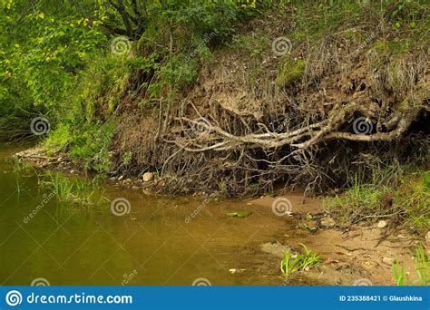 Roots Of A Powerful Old Tree On The River Bank Summer Forest Landscape