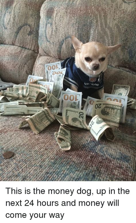 25 Best Memes About Money Dog Money Dog Memes