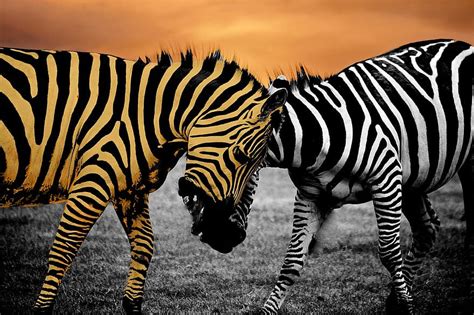 Safari Zebra Animal Black Wildlife Wild Africa White Background