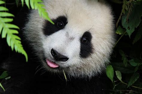 Chinas Panda Diplomacy The Diplomat