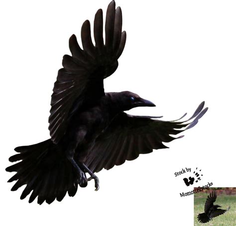 Crow Flying Png Clip Art Library